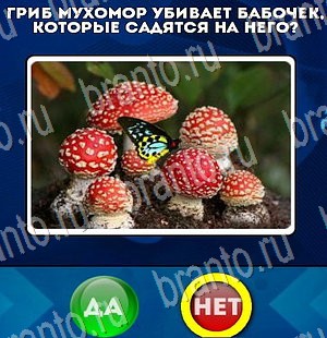 Да или Нет ответы в картинках Уровень 3076