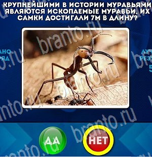 Да или Нет игра ответы в одноклассниках Уровень 3157