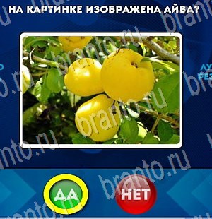Решения на игру Да или Нет Уровень 3183
