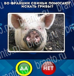 игра Да или Нет ответ на Уровень 3300