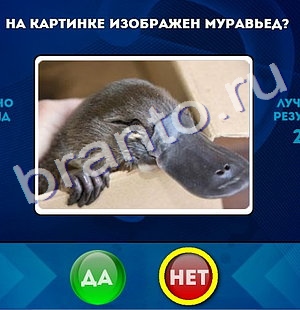 игра Да или Нет ответ на Уровень 200