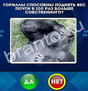 игра Да или Нет ответ на Уровень 260