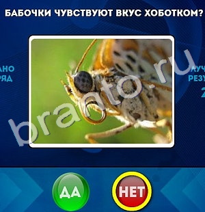 Да или Нет игра подсказки Уровень 264