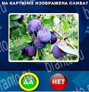 Решения на игру Да или Нет Уровень 3303