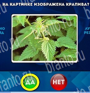 игра Да или Нет помощь Уровень 3349