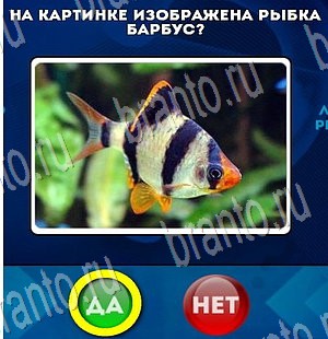 Да или Нет решения Уровень 3402