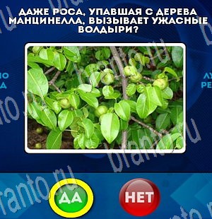 Да или Нет игра ответы Уровень 3463