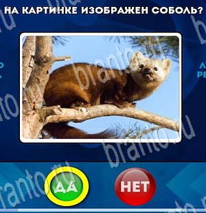 игра Да или Нет ответ на Уровень 3480