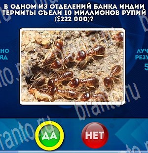 игра Да или Нет ответ на Уровень 3500