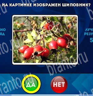 решебник на игру Да или Нет Уровень 3531