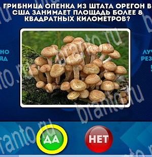 игра Да или Нет помощь Уровень 3569