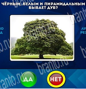 Да или Нет игра ответы Уровень 3673