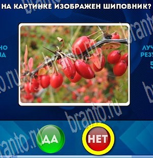 Да или Нет ответы в картинках Уровень 3676