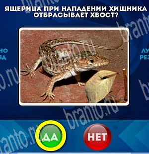 Да или Нет ответы в картинках Уровень 3796