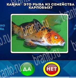 Игра Да или Нет ответы Уровень 3797