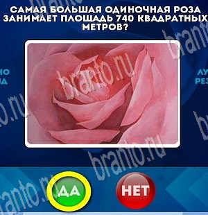 Да или Нет решения Уровень 3822