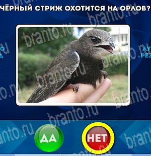 Да или Нет ответы в картинках Уровень 4006