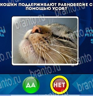 Да или Нет решения Уровень 4192