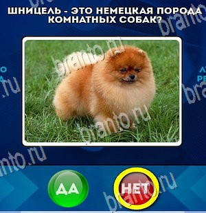 Да или Нет ответы в картинках Уровень 4246