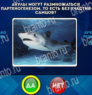 игра Да или Нет помощь Уровень 4249
