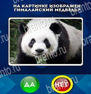 Да или Нет решения Уровень 4252