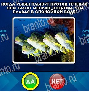 игра Да или Нет помощь Уровень 4319