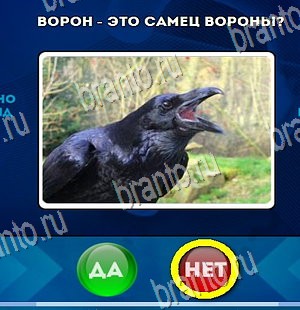 Решения на игру Да или Нет Уровень 4323