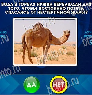 игра Да или Нет ответ на Уровень 4390
