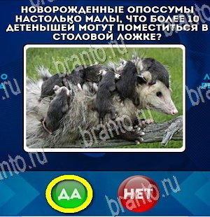 решебник на игру Да или Нет Уровень 4391