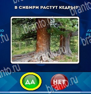 Игра Да или Нет подсказки Уровень 4438