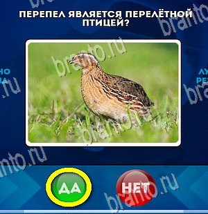 Игра Да или Нет подсказки Уровень 4458