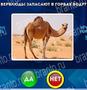 игра Да или Нет ответ на Уровень 4560