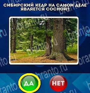 Да или Нет решения Уровень 4612