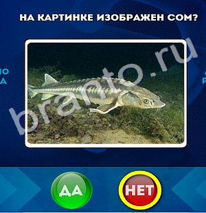 Решения на игру Да или Нет Уровень 393