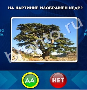 Решения на игру Да или Нет Уровень 453