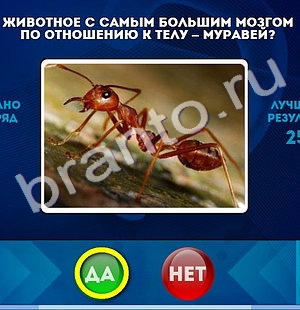 Да или Нет игра подсказки Уровень 504