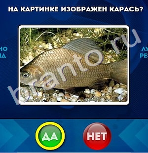 решебник на игру Да или Нет Уровень 521