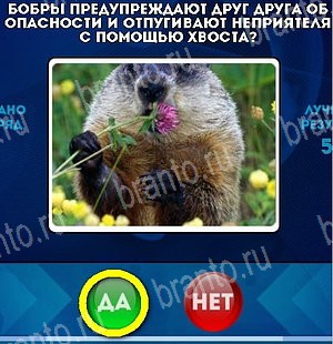 Да или Нет игра подсказки Уровень 4814