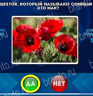 Решения на игру Да или Нет Уровень 4893