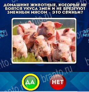 решебник на игру Да или Нет Уровень 5051