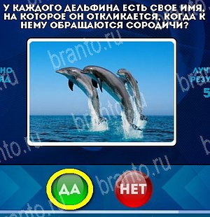 игра Да или Нет ответ на Уровень 5100