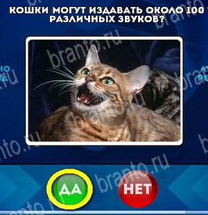 Да или Нет игра ответы Уровень 5143