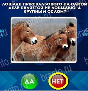Игра Да или Нет подсказки Уровень 5158