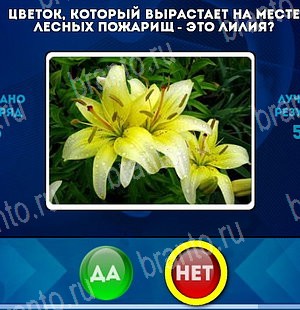 Да или Нет игра ответы Уровень 5203