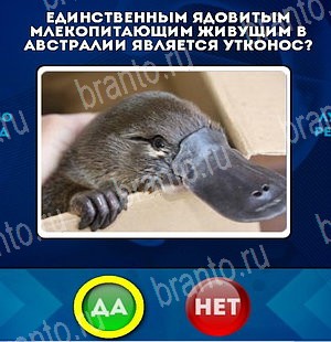 Да или Нет игра помощь Уровень 5205