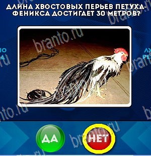 Игра Да или Нет подсказки Уровень 5428