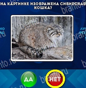 Да или Нет игра ответы в одноклассниках Уровень 5437