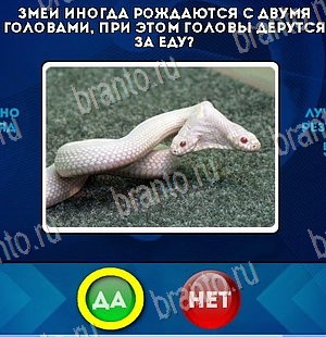Да или Нет игра подсказки Уровень 5474