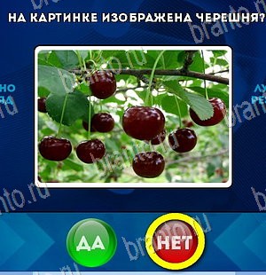 Игра Да или Нет подсказки Уровень 5478