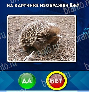 Решения на игру Да или Нет Уровень 5493